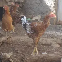 مرغ و خروس خونگی