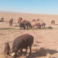 جفتی۵۰|حیوانات مزرعه|فیروزه, |دیوار