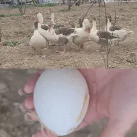 25عدد غاز اوکراینی