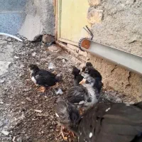 ۶ تا جوجه گلین مشکی درجه ۱