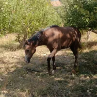 فروش سه راس اسب مادیان نژاددار|اسب و تجهیزات اسبسواری|یاسوج, |دیوار