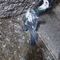 کبوتر جفتی|پرنده|مرودشت, دولت آباد|دیوار