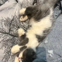 واگذاری کاملا رایگان