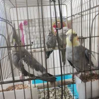 عروس هلندی با جوجه|پرنده|دورود, |دیوار