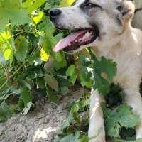 سگ نگهبان|سگ|آزادشهر, |دیوار