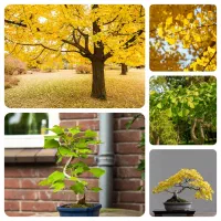 بذر گل و گیاه