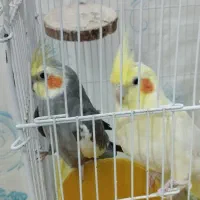 عروس هلندی|پرنده|فلاورجان, |دیوار