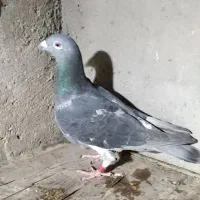 مسافتی نامبروان|پرنده|دزفول, |دیوار