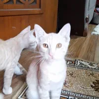 واگذاری گربهdomestic short hairرنگ کرم بژ|گربه|رشت, شهرک آیت الله منتظری|دیوار