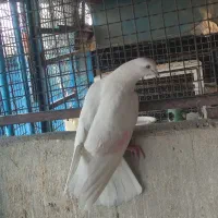 20تا کفتر شکار تیرماهی همه رنگ مهر هم داره