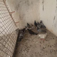 کفتر