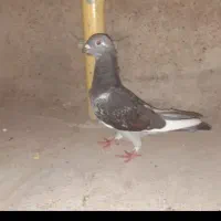 کبوتر پلاکی