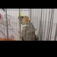 عروس هلندی گمشده