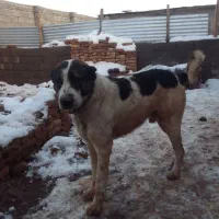 سگ‌گله|سگ|تربت جام, معدآباد|دیوار