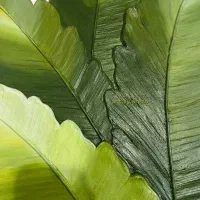 تابلو برگ استوایی|تابلو، نقاشی، عکس|شهر بابک, |دیوار