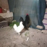 خروس مرندی