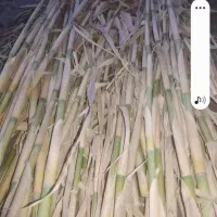 نیگلخانی|عمدهفروشی|آزادشهر, |دیوار