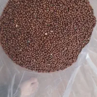 بذر پالم واشنگتن|خدمات باغبانی و درختکاری|کلارآباد, |دیوار