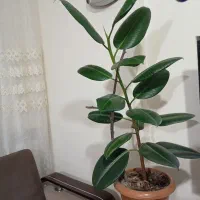 گل فیکوس