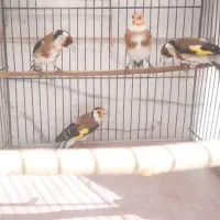 سهره نقاب اروپایی(پرتقالی)|پرنده|مهریز, |دیوار