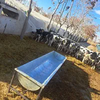 ترنو یا آخور گوسفندی و بره ای|عمده‌فروشی|مشهد, پورسینا|دیوار