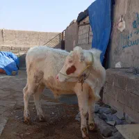 گوساله نر سیمنتال