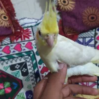 عروس هلندی|پرنده|ایرانشهر, |دیوار