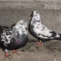 کبوتر پرشی ساعت بالا