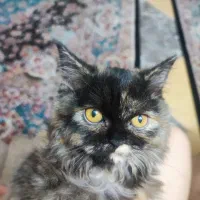 گربه فروشی|گربه|کرج, فاز ۴ مهرشهر|دیوار