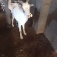 گوسفند|حیوانات مزرعه|توکهور, |دیوار