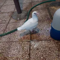 کبوتر|حیوانات|تهران, اختیاریه|دیوار