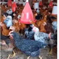 فروش خروس ۱۳۰ روزه نژاد گلپایگانی