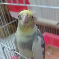 عروس هلندی سخنگو