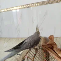 یک جفت عروس هلندی سخنگو5ماه