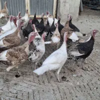 بوقلمون محلی|حیوانات مزرعه|کازرون, |دیوار