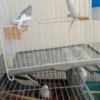 مرغ عشق|پرنده|زرقان, |دیوار