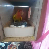 فروش دوجفت کوتوله