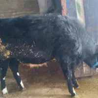 گوساله نر سیمینتال|حیوانات مزرعه|خاوه, |دیوار