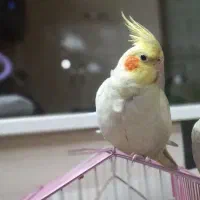 عروس هلندی گمشده در محدوده کوچه سروش