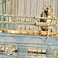 دوعدد جوجه سهره گلبسر|پرنده|دزفول, |دیوار