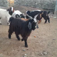 ۸ عدد بزغاله تمام نر|حیوانات مزرعه|مراوه, |دیوار