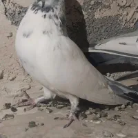 کبوتر پرشی کله دم|پرنده|زیباشهر, |دیوار