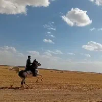 اسب کرد مدارکدار