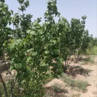 باغ-500-متری-در-الوسجرد