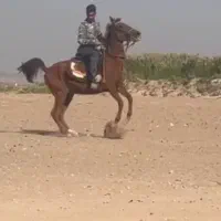 مادیون هنر دار