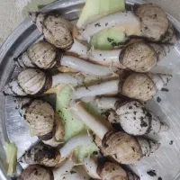 کار خانگی پرورش حلزون واگذار میشود