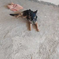 فروش سگ ژرمن|سگ|فولادشهر, B2|دیوار