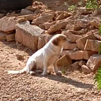 سگهای باهوش|سگ|مسجد سلیمان, |دیوار