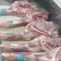 گوشت گوسفندی گوساله شتر|خوردنی و آشامیدنی|شیراز, مسلم|دیوار