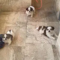 توله سگ شیتزو نر و ماده